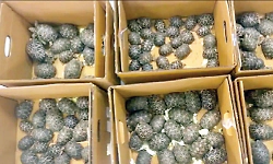 Bengaluru: 180 live star tortoises seized from smuggling attempt, accused arrested