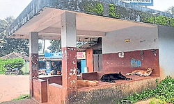 ಉಡುಪಿ: ಹೆಚ್ಚುತ್ತಿದೆ ಬೀದಿನಾಯಿಗಳ ಹಾವಳಿ