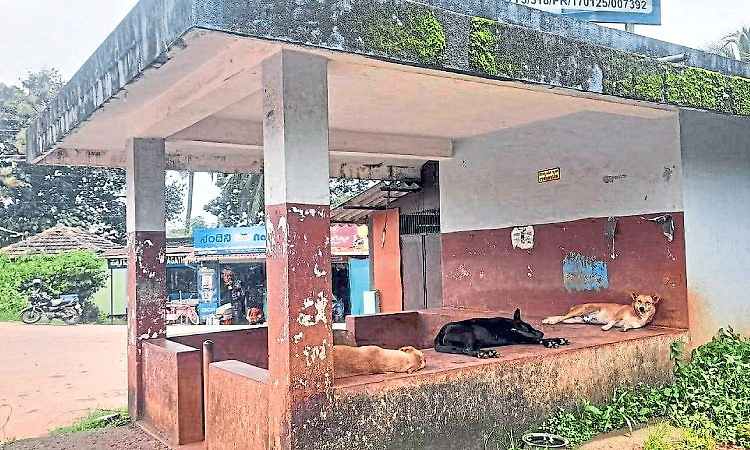 ಉಡುಪಿ: ಹೆಚ್ಚುತ್ತಿದೆ ಬೀದಿನಾಯಿಗಳ ಹಾವಳಿ