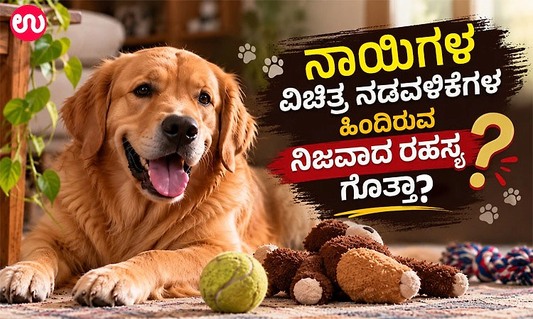 ನಾಯಿಗಳ ವಿಚಿತ್ರ ನಡವಳಿಕೆಗಳ ಹಿಂದಿರುವ ನಿಜವಾದ ರಹಸ್ಯ ಗೊತ್ತಾ...