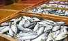 Fish yield is satisfactory: 43,200 metric tonnes of fish caught in 2 months