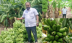 ಬರದಲ್ಲೂ ಬಾಳೆಯಿಂದ ಬಾಳು ಬೆಳಗಿಸಿಕೊಂಡ ರೈತ
