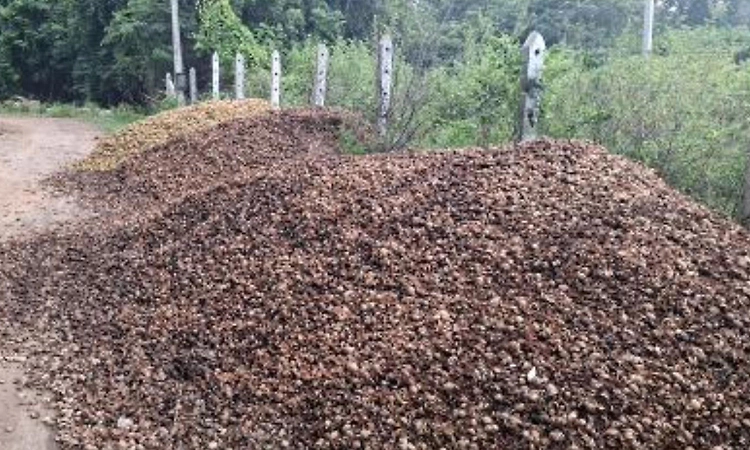 ತಲೆನೋವಾದ ಅಡಕೆ ಸಿಪ್ಪೆಯ ರಾಶಿ!