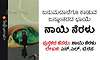 Naayi Neralu: ಜನುಮದಾಚೆಗೂ ಕಾಡುವ ಜನ್ಮಾಂತರದ ಛಾಯೆ - ನಾಯಿ ನೆರಳು