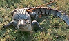 50-year-old woman killed by crocodile in Bahraich canal; body retrieved