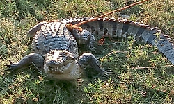 50-year-old woman killed by crocodile in Bahraich canal; body retrieved