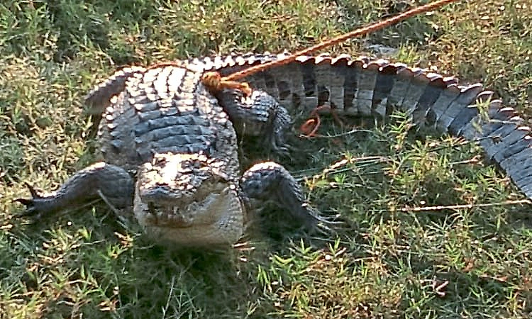 50-year-old woman killed by crocodile in Bahraich canal; body retrieved