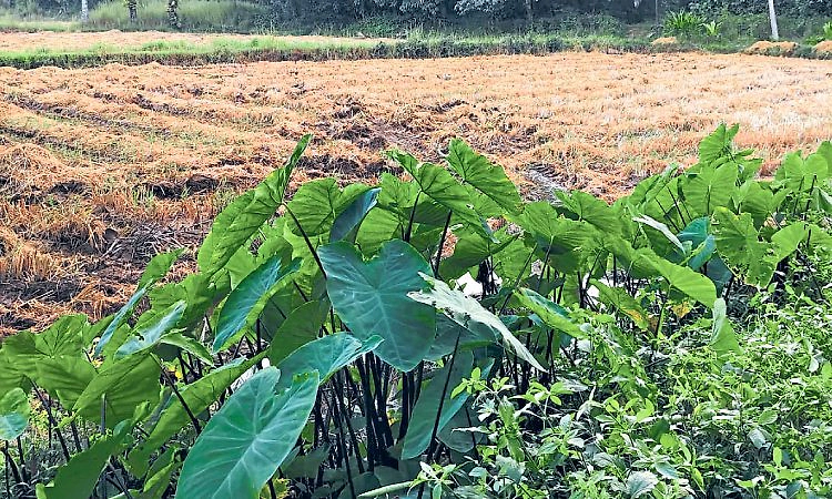 Kinnigoli: ಹಿಂಗಾರು ಮಳೆ; ಕೊಳಕೆ ಬೆಳೆಗೆ ಹಿನ್ನಡೆ