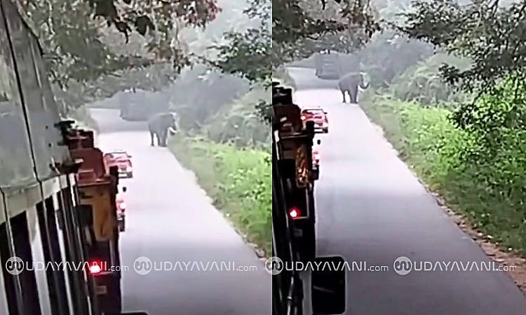 Shimoga: ರಸ್ತೆಯಲ್ಲೇ ಒಂಟಿ ಸಲಗ ದರ್ಶನ, ಪ್ರಯಾಣಿಕರು ಶಾಕ್