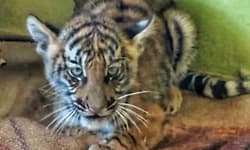 Hunsur: ತಾಯಿಯಿಂದ ಬೇರ್ಪಟಿದ್ದ ಹುಲಿಮರಿ ಬನ್ನೇರುಘಟ್ಟಕ್ಕೆ