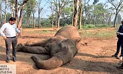 Madikeri: ದುಬಾರೆಯಲ್ಲಿ ಸಾಕಾನೆ ಸಾವು