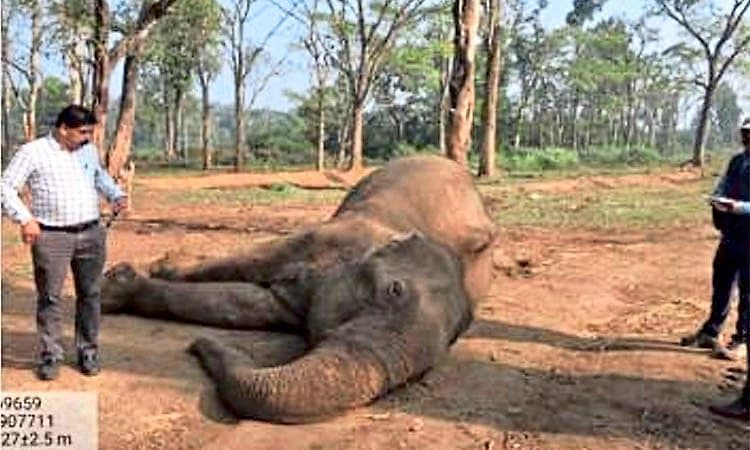 Madikeri: ದುಬಾರೆಯಲ್ಲಿ ಸಾಕಾನೆ ಸಾವು