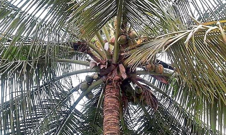 Siddapur: ತೆಂಗಿನ ಮರದಿಂದ ಬಿದ್ದು ಕೃಷಿಕ ಸಾವು