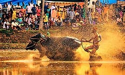 Kambala: ಸಾಂಪ್ರದಾಯಿಕ ಹರಿಕೆ ಕಂಬಳಗಳಿಗೂ ಅನುದಾನದ ಬೇಡಿಕೆ
