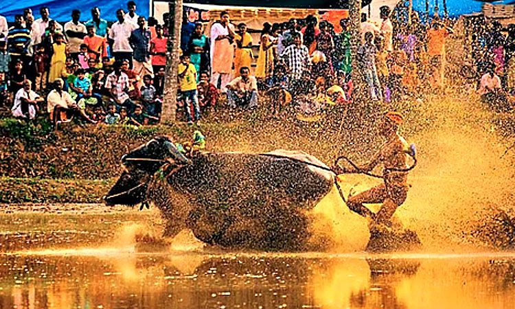 Kambala: ಸಾಂಪ್ರದಾಯಿಕ ಹರಿಕೆ ಕಂಬಳಗಳಿಗೂ ಅನುದಾನದ ಬೇಡಿಕೆ