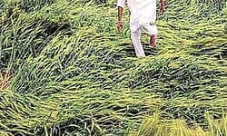 ದಕ್ಷಿಣ ಕನ್ನಡದಲ್ಲಿ ಕುಸಿದ ಬೆಳೆ ವಿಮೆ ಪರಿಹಾರ ಮೊತ್ತ ಕಟ್ಟಿದ್ದಕ್ಕಿಂತಲೂ ಕಡಿಮೆ ಜಮೆ!