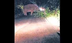 Wild elephant causes traffic disruption at Charmadi Ghat road