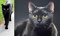 Black Cat: ಜಾಗೃತಿಯೇ ರಕ್ಷೆ ಅಂಧಶ್ರದ್ಧೆಯೇ ಶಿಕ್ಷೆ