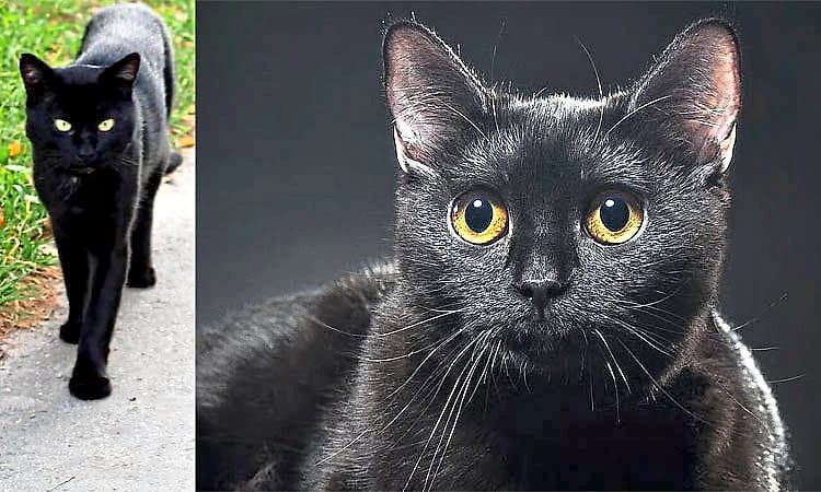 Black Cat: ಜಾಗೃತಿಯೇ ರಕ್ಷೆ ಅಂಧಶ್ರದ್ಧೆಯೇ ಶಿಕ್ಷೆ