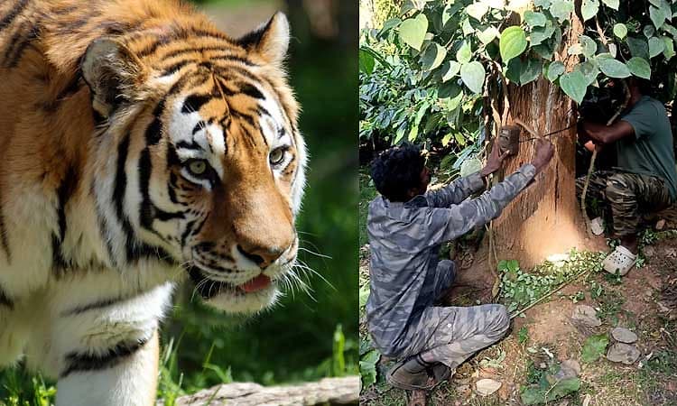 ಕೊಡಗಿನ ವಿವಿಧೆಡೆ ವ್ಯಾಘ್ರನ ಉಪಟಳ: ಜಾನುವಾರುಗಳು ಬಲಿ, ಹುಲಿ ಸೆರೆಗೆ ಕಾರ್ಯಾಚರಣೆ
