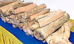 Mulleria: ಶ್ರೀಗಂಧ ಮರಗಳ ಮಾರಾಟ : ಬಂಧನ