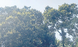 Good flowering raises hopes of bumper mango harvest in Belagavi