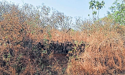 Puttur: ಕಾರಂತರ ಶಾಲೆ ಆವರಣದ ಅನಾಥ ಸ್ಥಿತಿ!