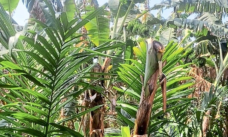 ರೈತನ ಕೈಗೆ ಬಂದ ತುತ್ತು ಬಾಯಿಗೆ ಬರಲಿಲ್ಲ; 200ಕ್ಕೂ ಹೆಚ್ಚು ಏಲಕ್ಕಿ ಬಾಳೆಗೊನೆ ಕಳ್ಳತನ!