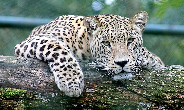 Belthangady: ಲಾಯಿಲ, ಕಲ್ಮಂಜ, ಕಡಿರುದ್ಯಾವರದಲ್ಲಿ ಚಿರತೆ ಪತ್ತೆ