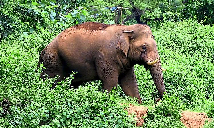 ಕೊಡಗು: ಕಾಡಾನೆ ದಾಳಿ; ಮಹಿಳೆ ಸಾವು; ಸ್ಥಳೀಯರಲ್ಲಿ ಆತಂಕ