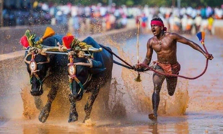 ಕರಾವಳಿ ದಾಟಿ ರಾಜ್ಯಾದ್ಯಂತ ಕಂಬಳ ನಡೆಸಲು ಸುಪ್ರೀಂ ಕೋರ್ಟ್ ಗ್ರೀನ್ ಸಿಗ್ನಲ್