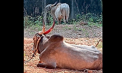 Bhatkala: ಅಕ್ರಮ ಎತ್ತು ಸಾಗಾಟ ಮತ್ತು ಕಳ್ಳತನ; ಓರ್ವ ಆರೋಪಿ ಬಂಧನ, ಓರ್ವ ಪರಾರಿ