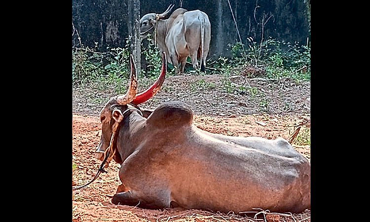 Bhatkala: ಅಕ್ರಮ ಎತ್ತು ಸಾಗಾಟ ಮತ್ತು ಕಳ್ಳತನ; ಓರ್ವ ಆರೋಪಿ ಬಂಧನ, ಓರ್ವ ಪರಾರಿ