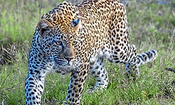 Charmadi: ಕಾರ್ಮಿಕನಿಗೆ ಎದುರಾದ ಚಿರತೆಗಳು