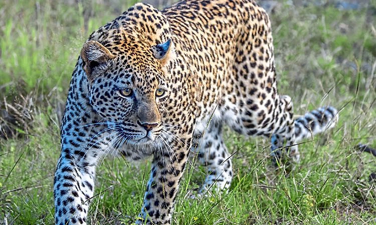 Charmadi: ಕಾರ್ಮಿಕನಿಗೆ ಎದುರಾದ ಚಿರತೆಗಳು