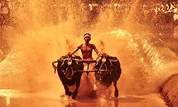 ಕಂಬಳ ಪರ ತೀರ್ಪು: ಸ್ವಾಗತ