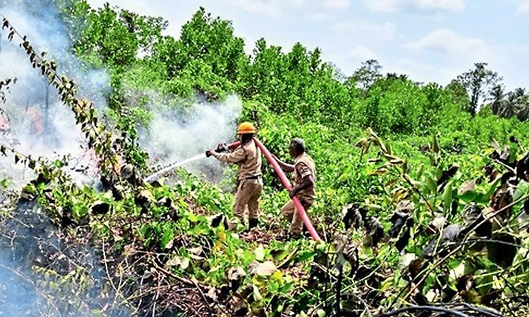 Karkala: Elderly man dies after suffering severe burns while trying to douse fire in plantation