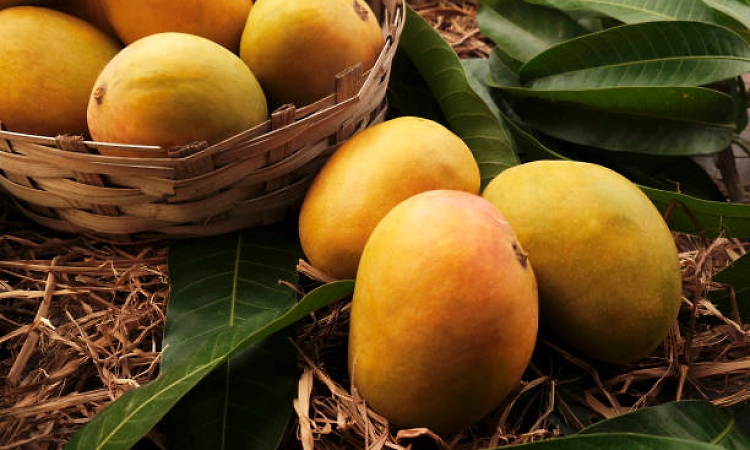 Mango boxes replace trophies at Singapore cultural festival
