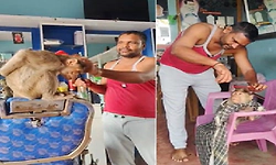 ಸಂತೇಮರಹಳ್ಳಿಯಲ್ಲಿ ಕೋತಿಗೆ ಕಟಿಂಗ್‌ ಶಾಪ್‌ನಲ್ಲಿ ಕೇಶವಿನ್ಯಾಸ: ವಿಡಿಯೋ ವೈರಲ್‌!