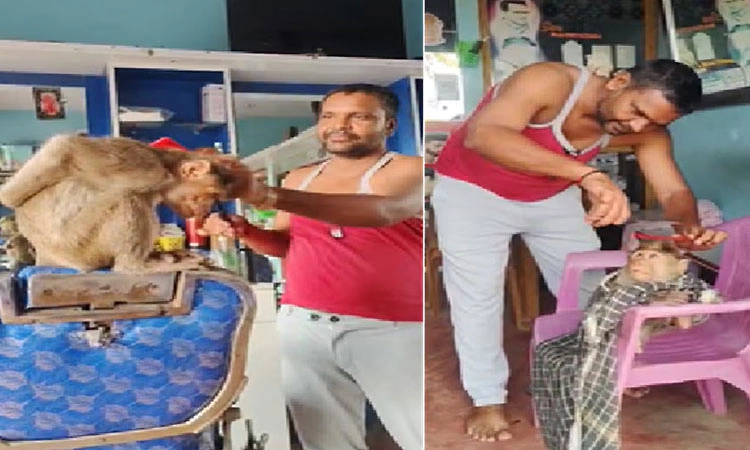 ಸಂತೇಮರಹಳ್ಳಿಯಲ್ಲಿ ಕೋತಿಗೆ ಕಟಿಂಗ್‌ ಶಾಪ್‌ನಲ್ಲಿ ಕೇಶವಿನ್ಯಾಸ: ವಿಡಿಯೋ ವೈರಲ್‌!
