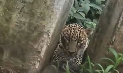 Leopard spotted in Charmadi Ghat; Forest department issues warning to tourists