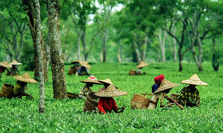  Assam govt launches free transport facility for school students in tea garden areas