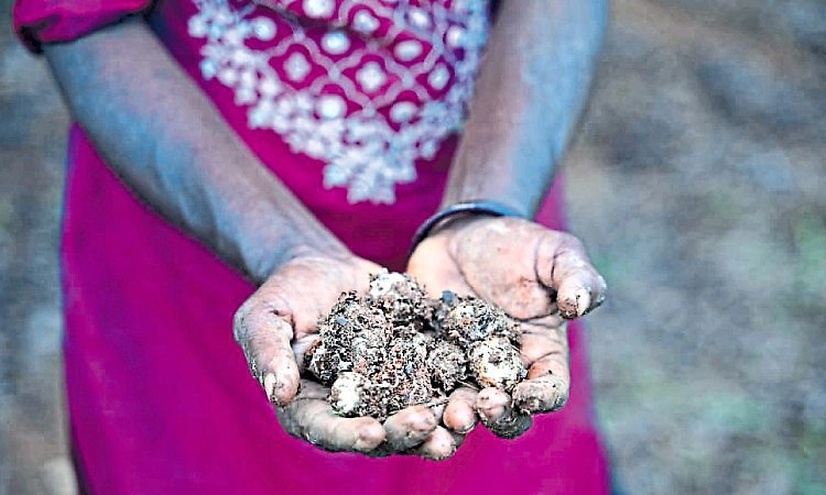 Karkala: ಮುಂಗಾರು ಮಳೆಗೆ ಕಲ್ಲಣಬೆ ಪ್ರತ್ಯಕ್ಷ !