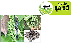 Kasaragodu: ಕೃಷಿಕರ ಬದುಕಿಗೆ ಹೊಸ ಆಶಾಕಿರಣ ಕರಿಮೆಣಸು, ಅಡಿಕೆ ಬೆಳೆಗಾರರ 'ಕಪ್ಪು ಚಿನ್ನ'
