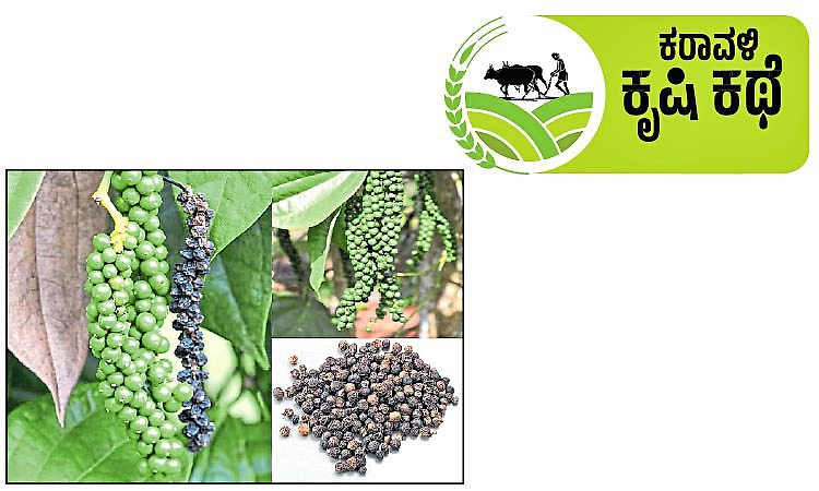 Kasaragodu: ಕೃಷಿಕರ ಬದುಕಿಗೆ ಹೊಸ ಆಶಾಕಿರಣ ಕರಿಮೆಣಸು, ಅಡಿಕೆ ಬೆಳೆಗಾರರ 'ಕಪ್ಪು ಚಿನ್ನ'