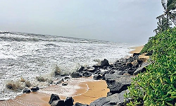 Moderate rain across Udupi district; cow killed after tree falls in Kapu