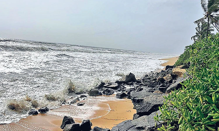 Moderate rain across Udupi district; cow killed after tree falls in Kapu