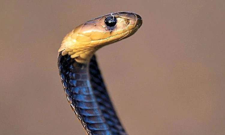 Heavy rains: 20 people bitten by snakes in a single night, three dead