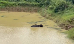 ಕೊಡಗು: ಎರಡು ದಿನ ಕೆರೆ ನೀರಿನಲ್ಲಿ ನಿಂತ ಕಾಡಾನೆ