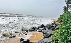 ಉಡುಪಿ ಜಿಲ್ಲಾದ್ಯಂತ ಸಾಧಾರಣ ಮಳೆ; ಕಾಪುವಿನಲ್ಲಿ ಮರ ಬಿದ್ದು ದನ ಸಾವು